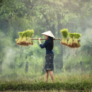 Asian Woman Carrying Rice Seedlings